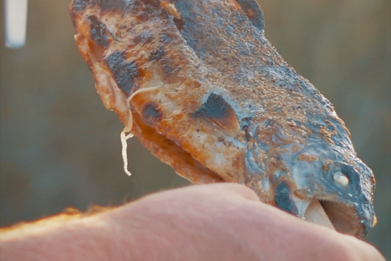 Fisch-web